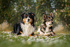 lying Border Collie with Mongrel