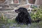 lying Border Collie