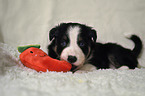 lying Border Collie puppy