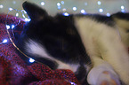 sleeping Border Collie puppy