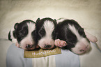 3 Border Collie Puppies