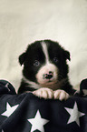 Border Collie puppy in the basket