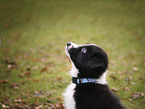 Border Collie puppy portrait