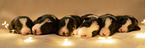 6 sleeping Border Collie puppies