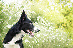 Border Collie portrait