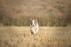 running Border Collie puppy