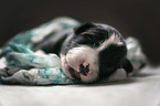 sleeping Border Collie puppy