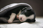 sleeping Border Collie puppy