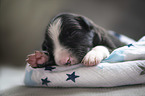 sleeping Border Collie puppy
