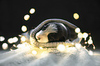 sleeping Border Collie puppy