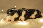 3 Border Collie Puppies