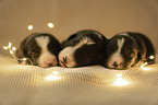 3 Border Collie Puppies