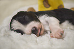 sleeping Border Collie puppy