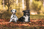 Border Collie with Dalmatian