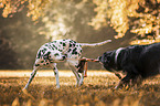 Border Collie with Dalmatian