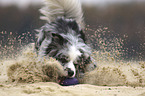 running Border Collie