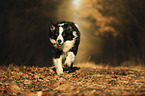 running Border Collie