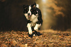 running Border Collie