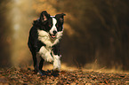 running Border Collie