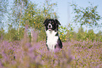 sitting Border Collie