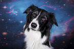 Border Collie portrait