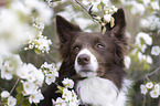 Border Collie portrait