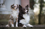 Border Collie with Miniature Australian Shepherd