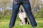 human with Border Collie