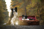 Border Collies