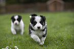 running Border Collie Puppies