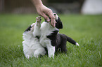 playing Border Collie Puppies