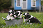 Border Collie Puppies