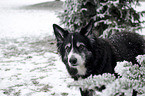 standing Border Collie