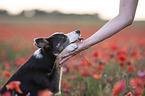 human with Border Collie in the poppy field