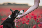 human with Border Collie in the poppy field