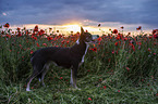 Border Collie in the poppy field