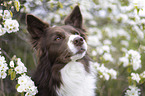 Border Collie portrait