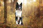 Border Collie in the forest