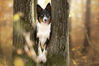 Border Collie in the forest