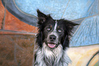 Border Collie portrait