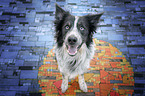 sitting Border Collie