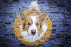 sitting Border Collie