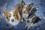 sitting Border Collies