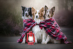 sitting Border Collies