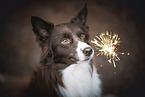 brown-white Border Collie