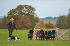 Border Collie at work