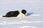 young Border Collie in the snow