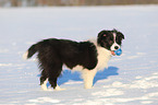 young Border Collie in the snow