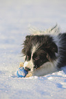young Border Collie in the snow