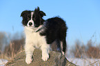 young Border Collie in the snow